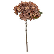 Hydrangea Stem - Chocolate